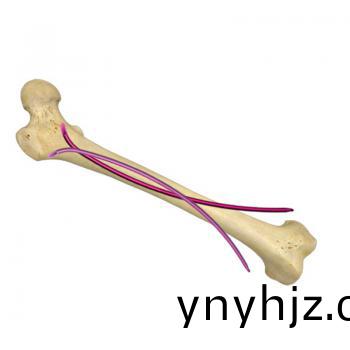 通(tong)用(yong)逆(ni)行髓內(nei)釘（彈(dan)性釘(ding)）